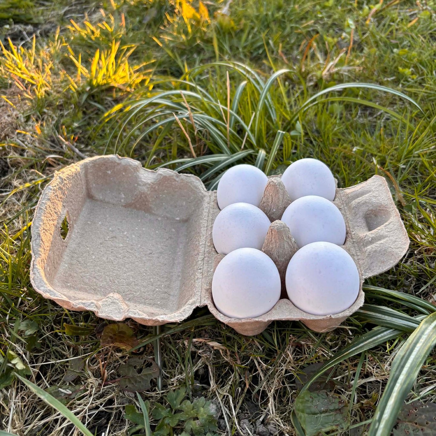 Egg fra Frittgående Ute Høner