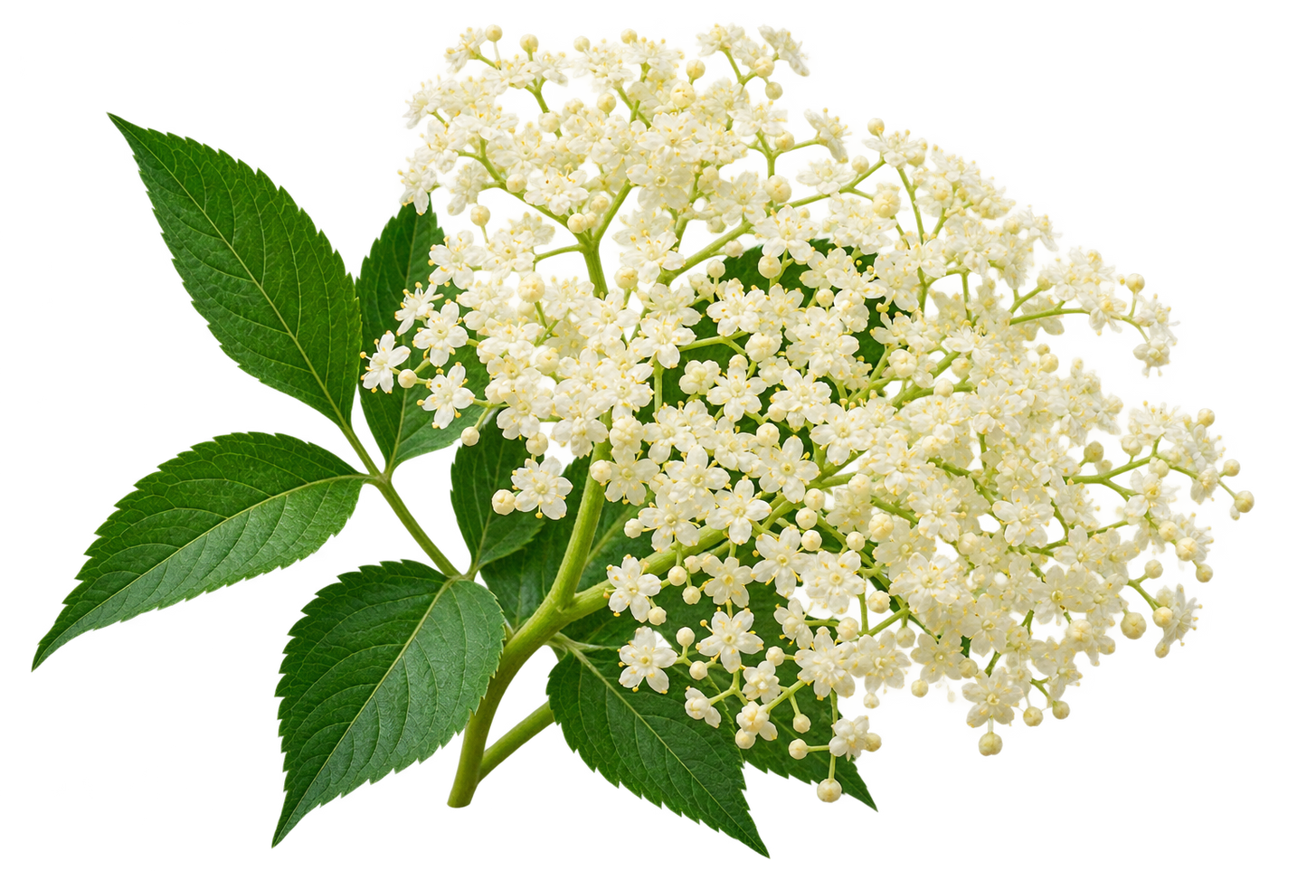 Hylleblomst Drikk
